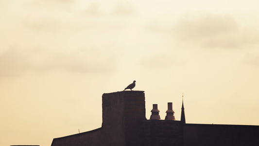 Chimney silhouette with a bird perched on top 